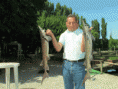 /album/storione/a270641-171957066202753-100001653836856-385724-4766735-n-gif/
